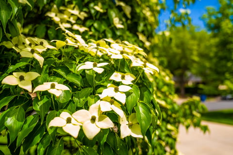 tree dogwood 6