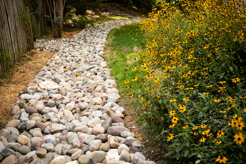 Kingstowne dry creek bed black eyed susan rudbeckia perennials plants