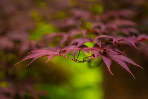 tree leaves maple